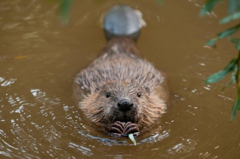 European beaver (Castor fiber), juvenile, Rosenheim, Bavaria, Germany, Europe