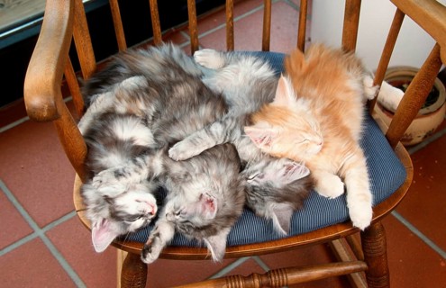 Maine Coon cats, kittens, sleeping on chair, Maine Coon cat