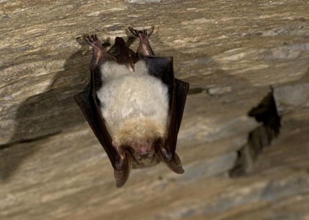 Greater mouse eared bat (Myotis myotis), giant bat