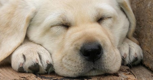 Labrador Retriever, Yellow Puppy sleeping in a Wheelbarrow, Normandy in France