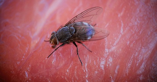 Fly standing on a Piece of Meet, Normandy in France