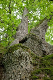 Natural Monument Wide Oak, Oak, Schwäbisch Hall, Heilbronn-Franken, Hohenlohe, Baden-Württemberg,