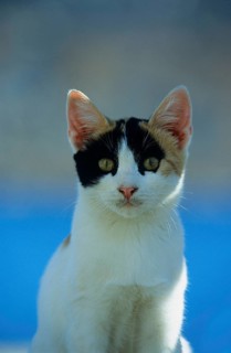 Young kitten, Symi, Greece, Europe