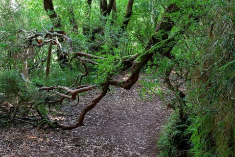 Rabacal, nature hiking area the Levada do Risco levada hiking trail, left a levada water pipe,