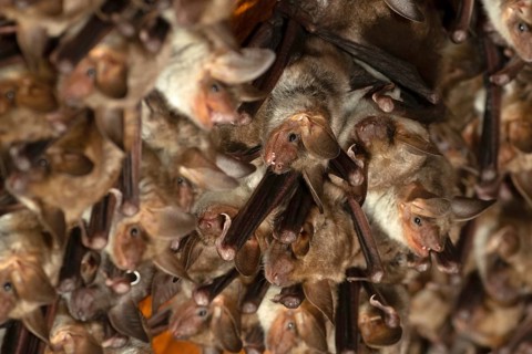 Greater mouse-eared bat (Myotis myotis) Nursery in the attic of a church, Thuringia, Germany,