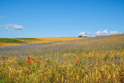 Flower strips in the cornfield