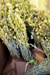 Bundled for sale, Albanian ironwort (Sideritis), Saranda, Albania, Europe