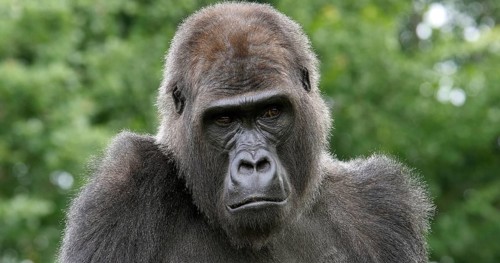 Eastern Lowland Gorilla (gorilla gorilla) graueri, Portrait of Female