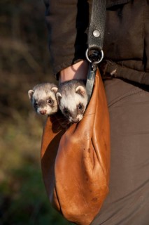Polecat fat, in hunter's bag (Mustela putorius forma domestica), hunting