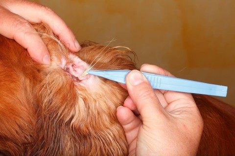 Removal of grass seeds from dog ear, inside, Cavalier King Charles Spaniel, ruby, grene, awns,