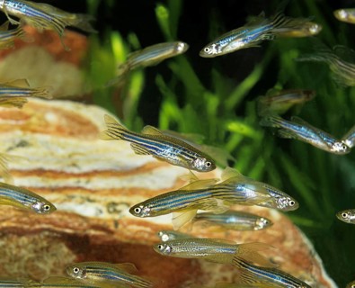 Zebrafish (brachydanio rerio) (Brachydanio rerio), Zebrafish, Animals, Other animals, Fishes,
