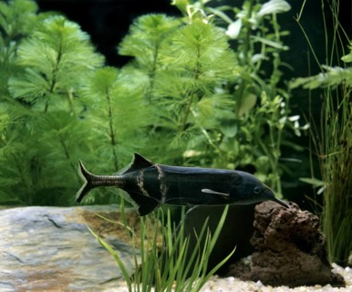 Gnathonemus brevicaudatus, Mormyrus petersii, Peters' elephantnose fish (gnathonemus petersii),