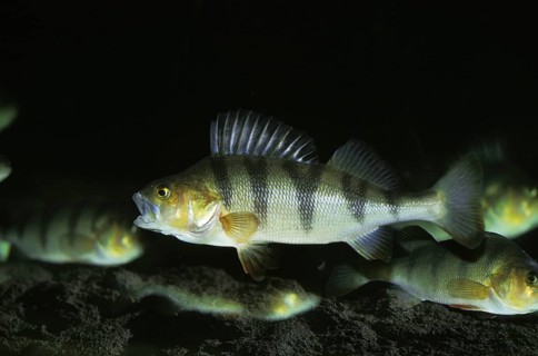 European Perch (perca fluviatilis), Adults
