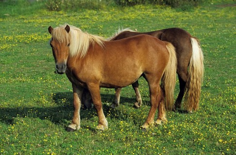 Shteland Pony, Horses in Meadow