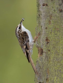 Eurasian Treecreeper (Certhia familiaris)