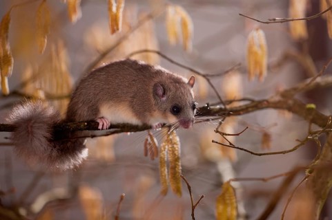 Hazel Edible dormouse (Glis glis), in hazel bush