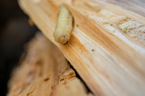 Bark beetle larva in wood
