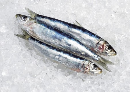 Atlantic sardine, European pilchard, Atlantic sardines, European pilchards (sardina pilchardus),