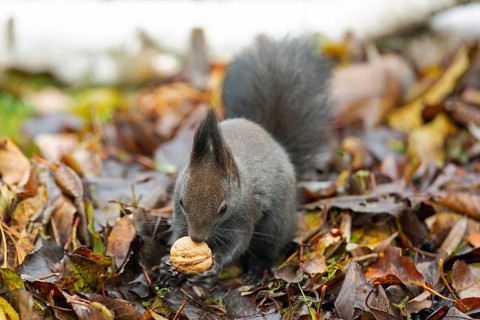 Squirrel with nut in hands sitting on pile of autumn coloured leaves from the front