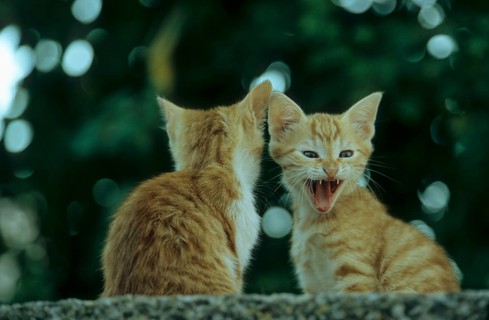 Young domestic kittens, Lesvos, Greece, Europe