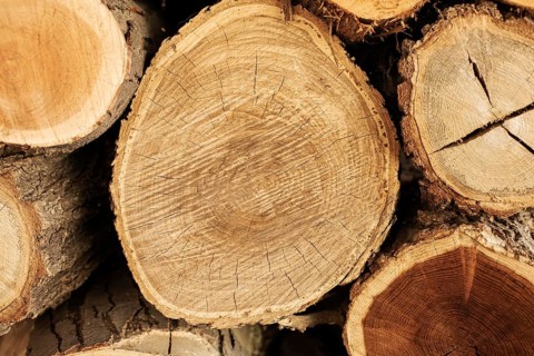Top view wood logs. Beautiful photo