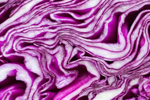 Close up purple cabbage