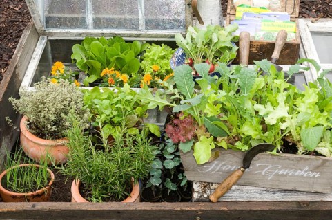 Forcing bed with herbs