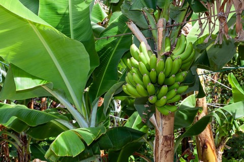Bananatree in the fruit growing area of Fajã dos Padres, Madeira, Portugal, Europe