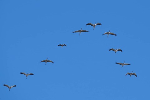 Cranes (Grus grus) flying in formation, typical V-formation, together with a greater white-fronted