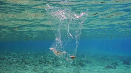 Plastic bag floating underwater. Transparent plastic bag drifts under surface of water, tropical