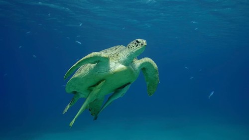 Great Green Sea Turtle (Chelonia mydas) swimming up in the blue ocean, Reda sea, Egypt, Africa