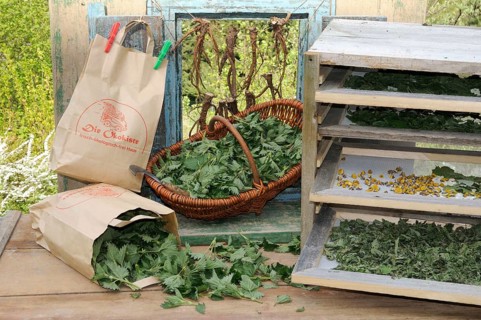 Drying herbs in a paper bag, Stinging nettle (Urtica dioica)