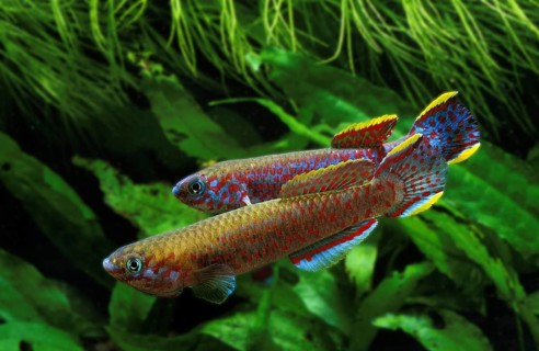 Multicolored carp, Multicolored carp, Other animals, Fishes, Animals, Tooth carp, Lyretail