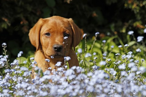 Labrador-Welpe