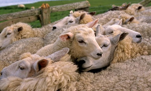 Country sheep, domestic sheep, flock of sheep at the dike, North Sea, North Frisia