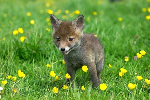 Red Fox (vulpes vulpes), Pup standing in Flowers, Normandy