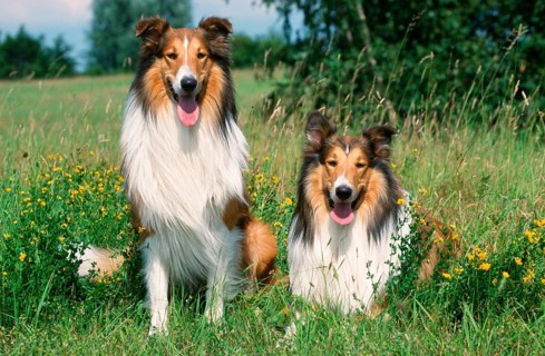 Raue Collies