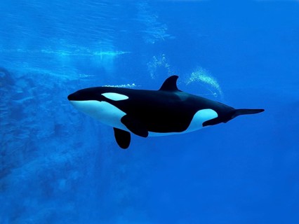 Killer Whale (orcinus orca), Adult, Underwater view