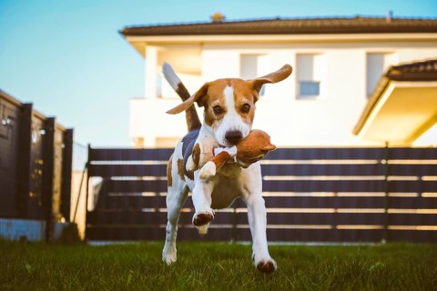 Happy Beagle dog playing fetch with owner on sunny evening in back garden. Running and jumping