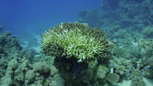 Bleached Hard Table Coral Acropora. Bleaching and death of corals from excessive seawater heating