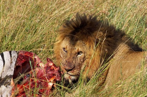 African Lion (panthera leo), Male eating a Zebra Kill, Masai Mara Park in Kenya
