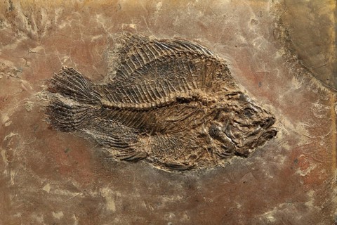 Perch fossil, Mine Messel, Hesse, Germany (Amphiperca multiformis), UNESCO World Heritage natural