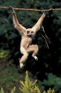 WHITE HANDED (hylobates lar) GIBBON, adult HANGING FROM LIANA