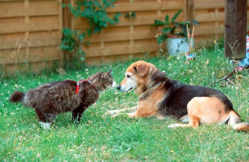 Norwegian Forest Cat and mixed breed dog sniffing each other