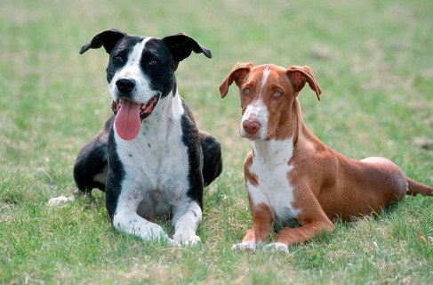 Mixed breed dog and Podenco Canario, 5 months, Canarian Warren Hound