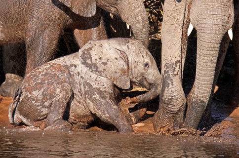 Young African elephant (Loxodonta africana) on the banks of the Chobe, Botswana, Africa