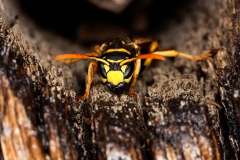 Common Wasp (vespula vulgaris), Adult, Normandy