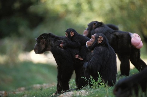Chimpanzee (pan troglodytes), Group with Adults and Young