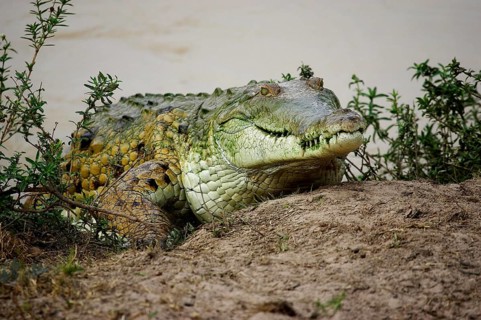 Orinoco Crocodile (crocodylus intermedius), Adult emerging from Water, Los Lianos in Venezuela