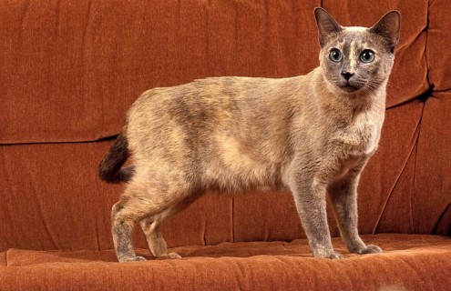 TONKINESE DOMESTIC CAT, ADULT